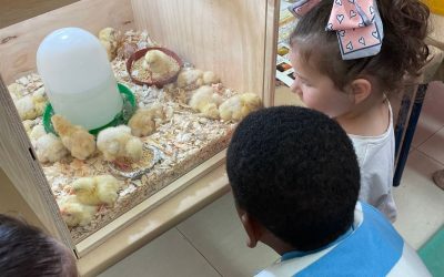 Proyecto de recuperación de la gallina murciana