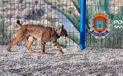 Un lince ibérico en el patio del colegio